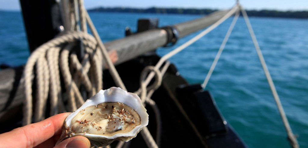 Oyster degustation on board